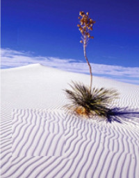 Bainbridge, David A., lead author ... et al. — A Beginner's Guide to Desert Restoration