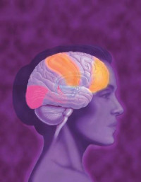 The Society for Neuroscience — Brain Facts: A Primer on the Brain and Nervous System