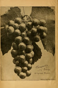  — Illustrated Descriptive Catalogue of American Grape Vines; a grape owners' manual by Bush & Son & Meissner