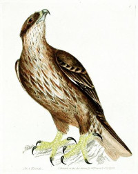 William Lewin — The Birds of Great Britain, with their Eggs