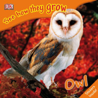 DK Publishing — Owl