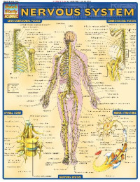 BarCharts, Inc. — Nervous System, 5th ed (BarCharts QuickStudy)