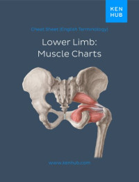 kenhub — Lower Limb: Muscle Charts (English Terminology)