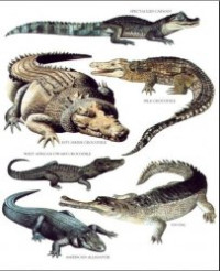 Лонгман — Longman's Illustrated Animal Encyclopedia - Рептилии