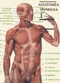 M. Prives, N. Lisenkov, V. Bushkovich — Anatomía Humana