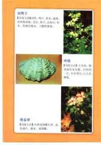 徐君 — 中药图谱