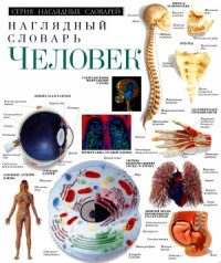 колл. — Человек - Наглядный словарь