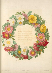 皮埃尔-约瑟夫·雷杜德 — Les roses 玫瑰圣经