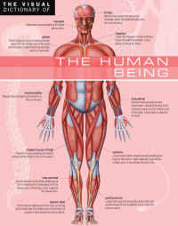 Corbeil Jean-Claude; Archambault Ariane — The Visual Dictionary of The Human Being